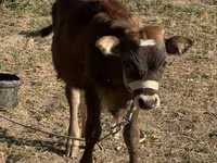 Kuh, Russian Black pied cattle — Foto 5