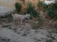 عنزة, Saanen goat — الصورة 5