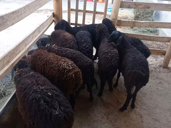 Sheep, Tajik sheep