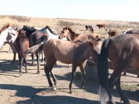 Caballo, Mugalzhar horse — foto 2