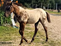 Mare, Appaloosa — photo 8