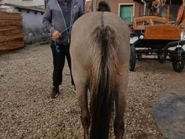 فرس, Fjогd