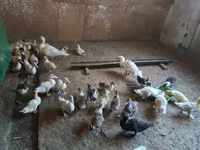 Domestic Muscovy — photo 2