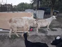 عنزة, Saanen goat — الصورة 3