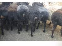 نعجة, Hissar sheep — الصورة 1