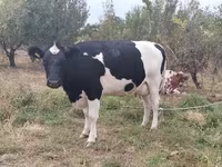 गाय, गोलस्टीन नस्ल — फ़ोटो 1
