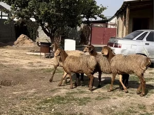 Баран, Бараны