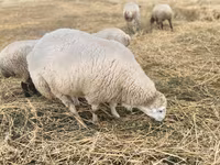 Ram, Bardhoka sheep — photo 1