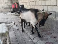 Billy Goat, Alpine goat — photo 1