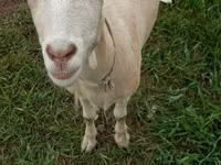 Goat, Saanen goat — photo 3
