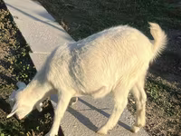 عنزة, Saanen goat — الصورة 4