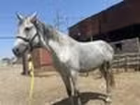 Mare, Orlov Trotter — photo 8