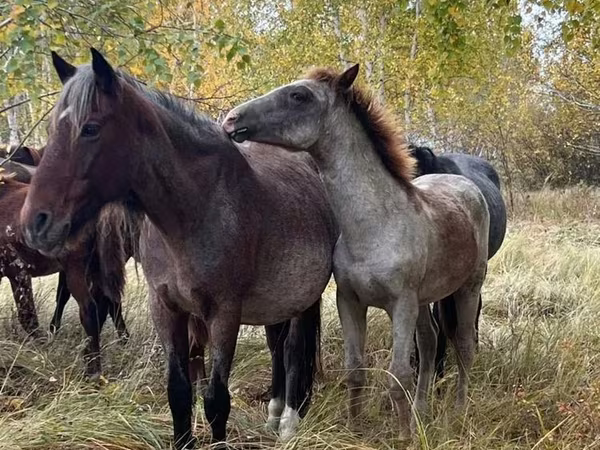 Mare, Horses