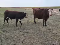 Vaca, Simmental cattle — foto 1