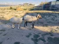 मेढ़ा, Arabi sheep — फ़ोटो 2