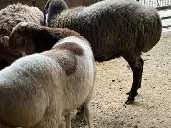 Овца, Бараны