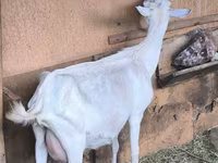 Коза, Альпийская коза — фото 3