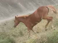 Caballo, Azerbaijan horse — foto 2