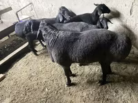 Carnero, Hissar sheep — foto 2