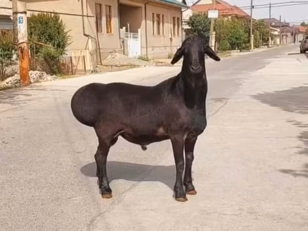 Ram, Sheep