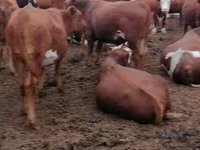 Vaca, Vaca de estepa roja — foto 2