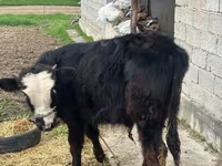 Bulle, Simmental cattle — Foto 1