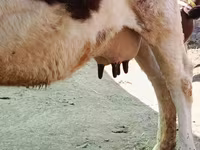 Vaca, Raza Holstein — foto 7