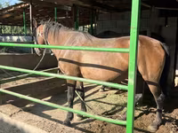 Mare, Kazakh horse — photo 3