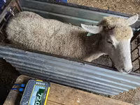 Sheep, Kuibyshev sheep — photo 2