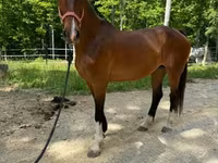 घोड़ी, Dutch warmblood horse — फ़ोटो 7
