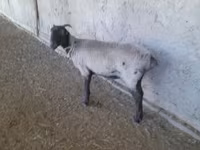Sheep (batch, sex not specified), Merino sheep — photo 3