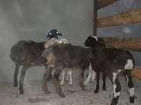 كبش, الأغنام — الصورة 2