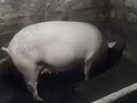 मादा सूअर, Крупная белая — फ़ोटो 1