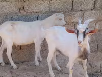 Goats (batch, sex not specified), Goats — photo 1
