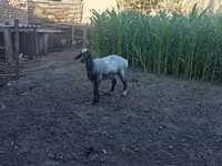كبش, Blackheaded Persian sheep — الصورة 1