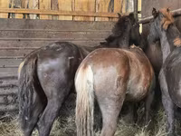 Horse (M), Horses — photo 3