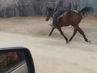 حصان, الخيول — الصورة 2