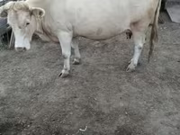 गाय, लाल बिना सींग वाली गाय — फ़ोटो 2