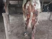 公牛, Russian Black pied cattle — 照片 2
