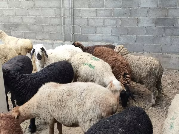 母羊, Tian-Shan semifinewool sheep