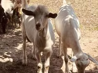 تيس, Alpine goat — الصورة 1