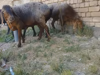 Ovejas (lote, sexo no especificado), Ovejas — foto 3