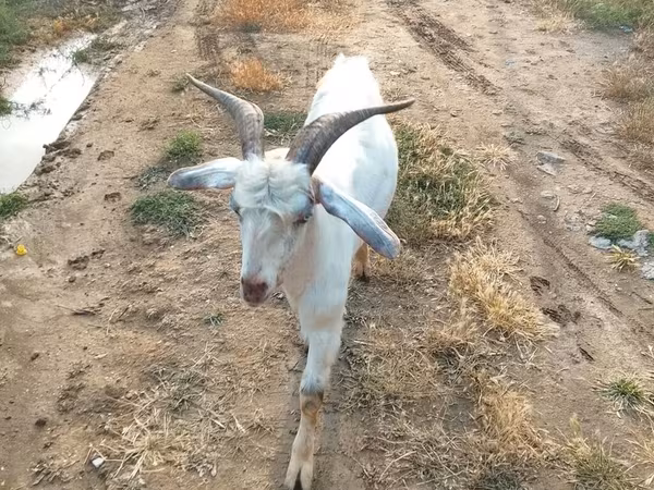 बकरा, बकरियाँ
