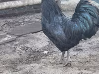 德比郡红冠鸡 — 照片 1