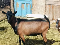 Ziegenbock, Nubian Goat — Foto 2