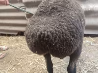 母羊, Saryarka sheep — 照片 3