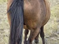 Yegua, Kazakh horse — foto 6