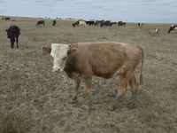 Vaca, Vaca kazaja de cabeza blanca — foto 2