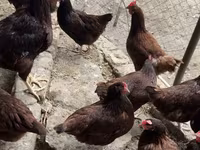 Rhode Island Red — photo 4
