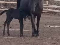 فرس, Kazakh horse — الصورة 2
